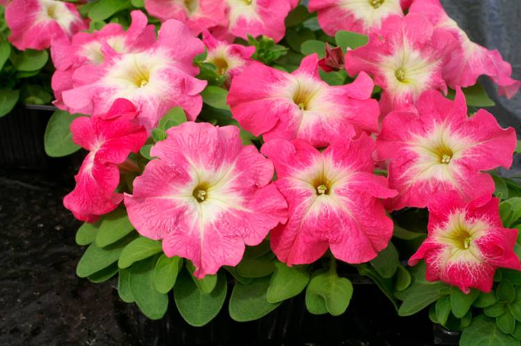 PETUNIA LIMBO SALMONE CENTRO BIANCO NR.1000 SEMI PILL.